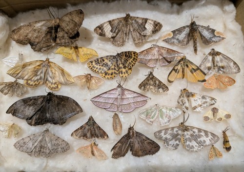 Moths butterflies collection - butterflies,