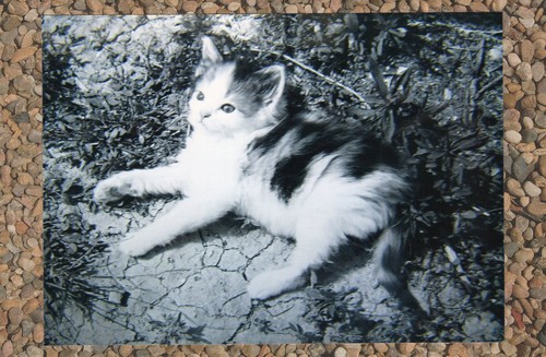 Lazy kitty calico - lazy, &