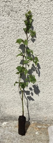 Green beech tree fagus - tree,