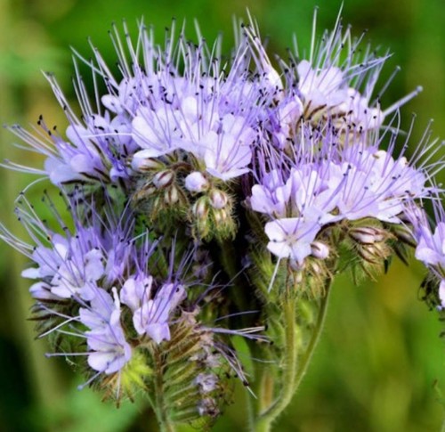 350 lacy phacelia seeds - lacy,