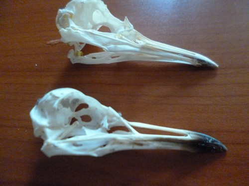 Black headed gull - headed, skulls