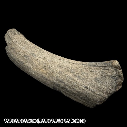 Red deer antler fossil - red,