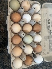 Hatching eggs rare - eggs, 12+