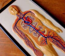 Vintage Plaster Anatomical