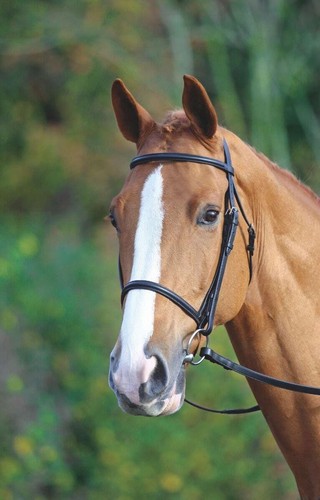 Shires velociti gara raised - shires,