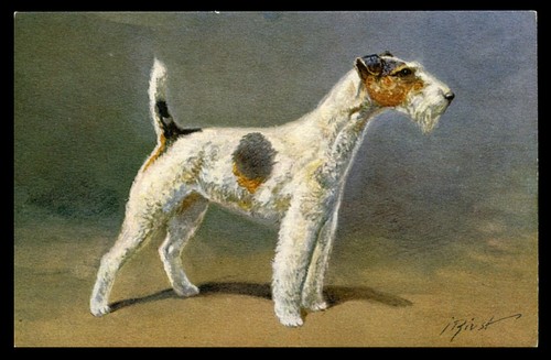 Wire fox terriers - wire,