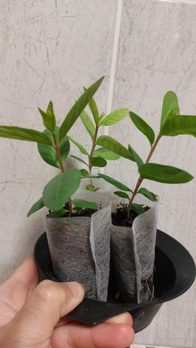 Pink guava fruit - 3x,