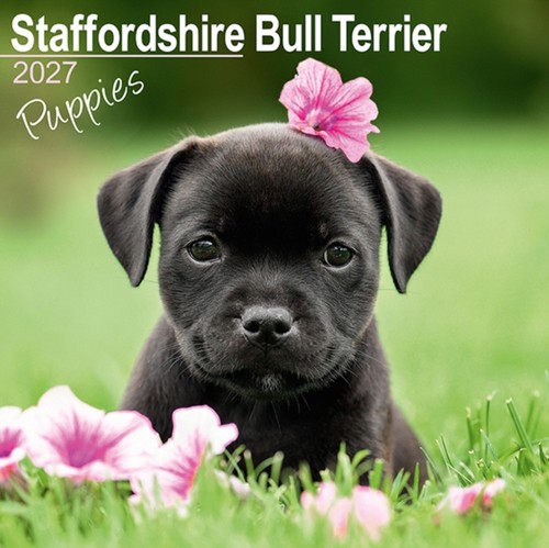 Staffordshire bull terrier - staffordshire,