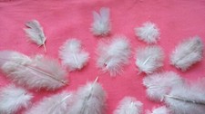 NATURAL FEATHERS x 17  SMALL