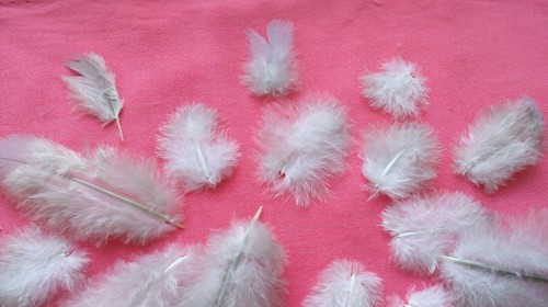 Natural feathers small - feathers, 17