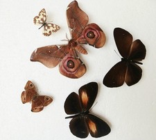 Moth & Butterfly Collection