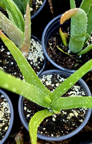 Aloe vera barbados - aloe,