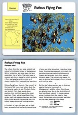 Rufous Flying Fox #106.2 Mammals - Grolier Wildlife Adventure Card