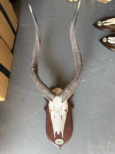 Beautiful big nyala set - big,