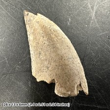 Majungasaurus dinosaur tooth