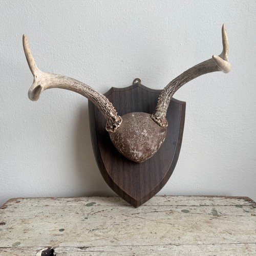 Vintage deer antler mount - vintage,