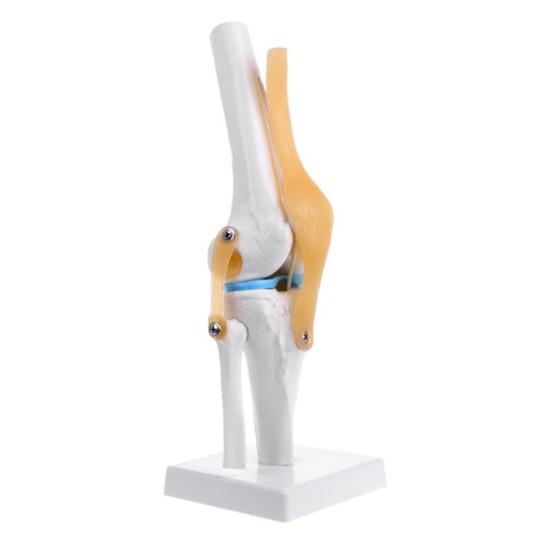 Human anatomical knee joint - anatomical,