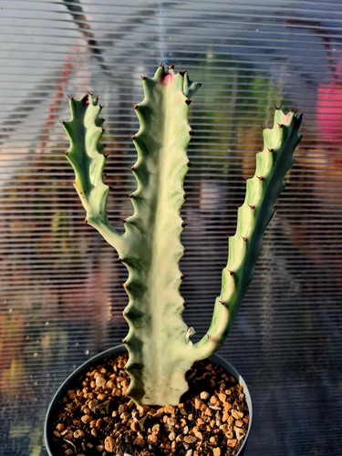 Euphorbia lactea white ghost - euphorbia,
