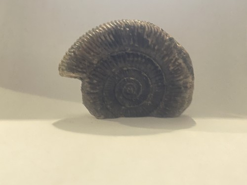 Dactylioceras ammonite - dactylioceras, sp