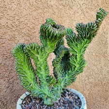 Euphorbia pseudocactus f