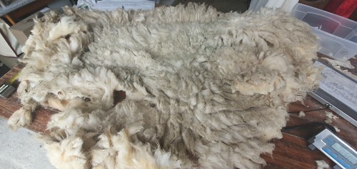 Ave staple raw - 5", sheep