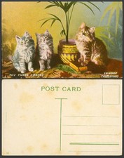 The 3 Three Graces, Kittens