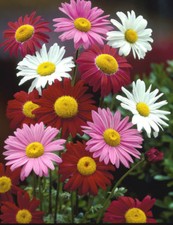 25 COTTAGE GARDEN PYRETHRUM SEEDS, ROBINSONS MIXED