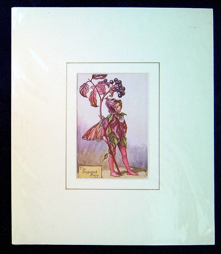 Barker cicely mary - cicely,