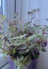 5x Rooted Cuttings Of