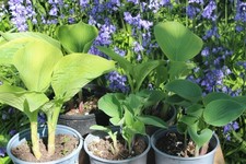 Hosta Collection of 5 Plants 