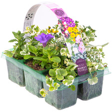 Beautiful Mixed Hanging Basket