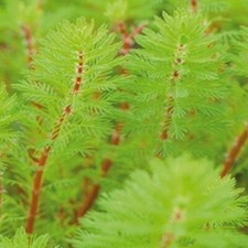 Red Stem Feather Myriophyllum rubricaule Pond Oxygenating  Live Water Plant Weed