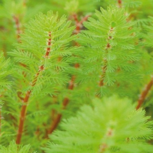Red stem feather - stem,