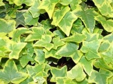 Pack x6 Hedera (Trailing Ivy)