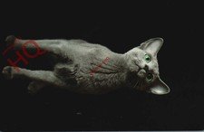Picture Postcard-:Cat, Russian Blue