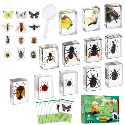 Piece resin insect - insect, specimen