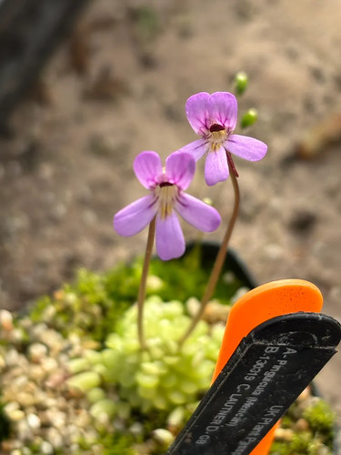 Pinguicula lautner - pinguicula,