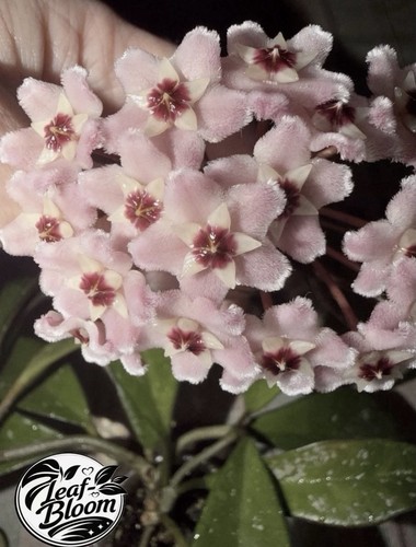 Hoya carnosa ah074 indoor - carnosa,