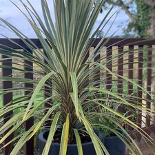 Suttons Cordyline australis