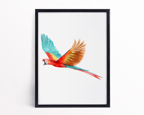 Watercolour scarlet macaw - watercolour,