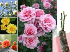 FRAGRANT CLIMBING / BUSH ROSE