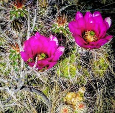 Echinocereus boyce-thompsonii