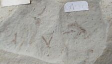 Fossil Cricket, Crane Fly & Mosquitos - Green River, Wyoming, USA - Eocene
