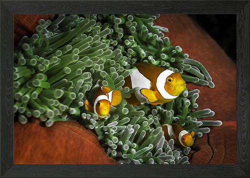 Coral reefs clownfish - , framed