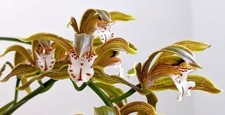 Orchid Species Cymbidium