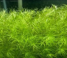 Guppy Grass / Najas. At least 10 grams (Aquarium Stem Plant)