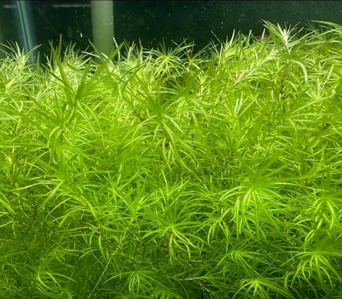Guppy grass najas at least - guppy, /