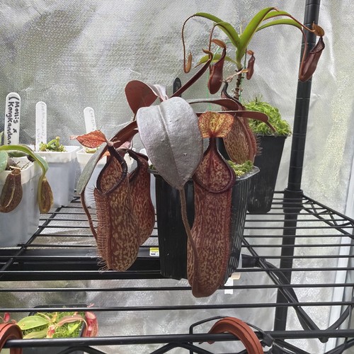 Nepenthes hamata peltata - nepenthes, x