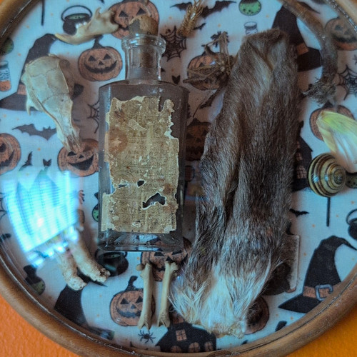 Round taxidermy shadow box - shadow,