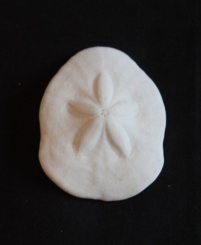 Ubcxommon pacific sand - ubcxommon,